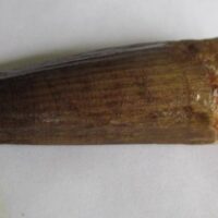 De grootte van deze Spinosaurus tand is 8.0 cm. Het fossiel is gevonden in Marokko en komt uit het Krijt (112 – 93.5 miljoen jaar oud).