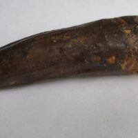 De grootte van deze Spinosaurus tand is 7.5 cm. Het fossiel is gevonden in Marokko en komt uit het Krijt (112 – 93.5 miljoen jaar oud).