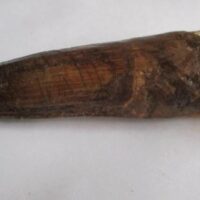 De grootte van deze Spinosaurus tand is 9.5 cm. Het fossiel is gevonden in Marokko en komt uit het Krijt (112 – 93.5 miljoen jaar oud).