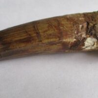 De grootte van deze Spinosaurus tand is 9.0 cm. Het fossiel is gevonden in Marokko en komt uit het Krijt (112 – 93.5 miljoen jaar oud).