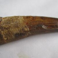 De grootte van deze Spinosaurus tand is 9.0 cm. Het fossiel is gevonden in Marokko en komt uit het Krijt (112 – 93.5 miljoen jaar oud).