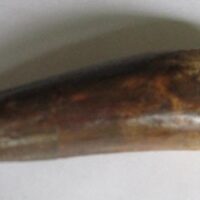 De grootte van deze Spinosaurus tand is 7.5 cm. Het fossiel is gevonden in Marokko en komt uit het Krijt (112 – 93.5 miljoen jaar oud).
