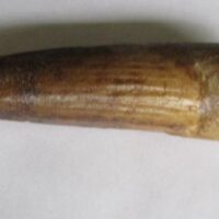 De grootte van deze Spinosaurus tand is 7.5 cm. Het fossiel is gevonden in Marokko en komt uit het Krijt (112 – 93.5 miljoen jaar oud).