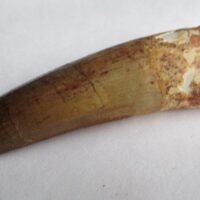 De grootte van deze Spinosaurus tand is 7.0 cm. Het fossiel is gevonden in Marokko en komt uit het Krijt (112 – 93.5 miljoen jaar oud).