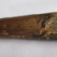 De grootte van deze Spinosaurus tand is 7.0 cm. Het fossiel is gevonden in Marokko en komt uit het Krijt (112 – 93.5 miljoen jaar oud).