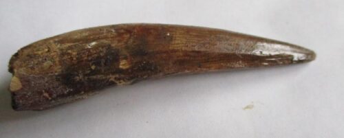 De grootte van deze Spinosaurus tand is 7.0 cm. Het fossiel is gevonden in Marokko en komt uit het Krijt (112 – 93.5 miljoen jaar oud).