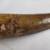 De grootte van deze Spinosaurus tand is 7.5 cm. Het fossiel is gevonden in Marokko en komt uit het Krijt (112 – 93.5 miljoen jaar oud).