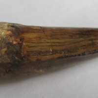 De grootte van deze Spinosaurus tand is 5.0 cm. Het fossiel is gevonden in Marokko en komt uit het Krijt (112 – 93.5 miljoen jaar oud).