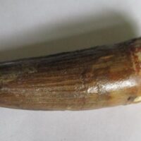 De grootte van deze Spinosaurus tand is 7.5 cm. Het fossiel is gevonden in Marokko en komt uit het Krijt (112 – 93.5 miljoen jaar oud).