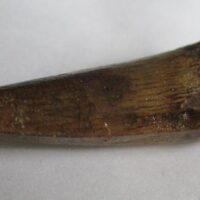 De grootte van deze Spinosaurus tand is 5.0 cm. Het fossiel is gevonden in Marokko en komt uit het Krijt (112 – 93.5 miljoen jaar oud).