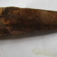 De grootte van deze Spinosaurus tand is 5.5 cm. Het fossiel is gevonden in Marokko en komt uit het Krijt (112 – 93.5 miljoen jaar oud).