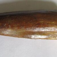De grootte van deze Spinosaurus tand is 4.5 cm. Het fossiel is gevonden in Marokko en komt uit het Krijt (112 – 93.5 miljoen jaar oud).