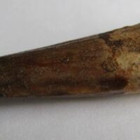 De grootte van deze Spinosaurus tand is 5.0 cm. Het fossiel is gevonden in Marokko en komt uit het Krijt (112 – 93.5 miljoen jaar oud).