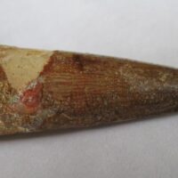 De grootte van deze Spinosaurus tand is 6.0 cm. Het fossiel is gevonden in Marokko en komt uit het Krijt (112 – 93.5 miljoen jaar oud).