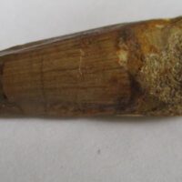 De grootte van deze Spinosaurus tand is 4.5 cm. Het fossiel is gevonden in Marokko en komt uit het Krijt (112 – 93.5 miljoen jaar oud).