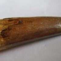 De grootte van deze Spinosaurus tand is 5.5 cm. Het fossiel is gevonden in Marokko en komt uit het Krijt (112 – 93.5 miljoen jaar oud).