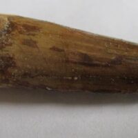 De grootte van deze Spinosaurus tand is 5.0 cm. Het fossiel is gevonden in Marokko en komt uit het Krijt (112 – 93.5 miljoen jaar oud).
