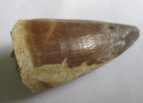 De grootte van deze fossiele mosasaurus tand is 4.0 cm. Het fossiel is gevonden in een fosfaatmijn in Marokko en stamt uit het Boven-Krijt (Maastrichtien, 72–66 miljoen jaar geleden).