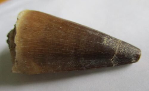 De grootte van deze fossiele mosasaurus tand is 4.0 cm. Het fossiel is gevonden in een fosfaatmijn in Marokko en stamt uit het Boven-Krijt (Maastrichtien, 72–66 miljoen jaar geleden).