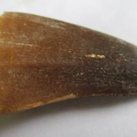 Mosasaurus Tooth