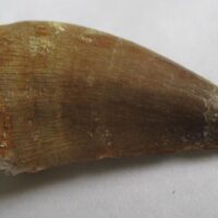 Mosasaurus Tooth