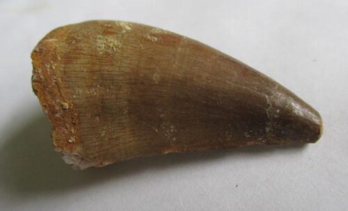 De grootte van deze fossiele mosasaurus tand is 3.5 cm. Het fossiel is gevonden in een fosfaatmijn in Marokko en stamt uit het Boven-Krijt (Maastrichtien, 72–66 miljoen jaar geleden).