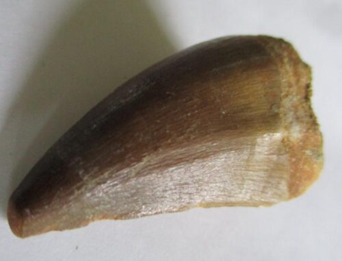 De grootte van deze fossiele mosasaurus tand is 3.5 cm. Het fossiel is gevonden in een fosfaatmijn in Marokko en stamt uit het Boven-Krijt (Maastrichtien, 72–66 miljoen jaar geleden).