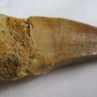 Mosasaurus Tooth