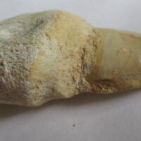 Mosasaurus Tooth