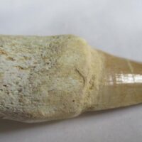 De grootte van deze fossiele mosasaurus tand met wortel is 6.0 cm. Het fossiel is gevonden in een fosfaatmijn in Marokko en stamt uit het Boven-Krijt (Maastrichtien, 72–66 miljoen jaar geleden).