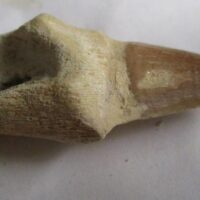 Mosasaurus Tooth