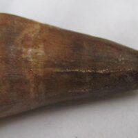 Mosasaurus Tooth