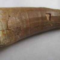 Mosasaurus Tooth