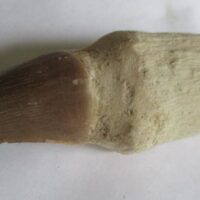 Mosasaurus Tooth