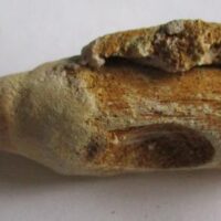 Mosasaurus Tooth