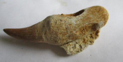 De grootte van deze fossiele mosasaurus tand met wortel is 5.0 cm. Het fossiel is gevonden in een fosfaatmijn in Marokko en stamt uit het Boven-Krijt (Maastrichtien, 72–66 miljoen jaar geleden).