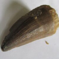 Mosasaurus Tooth