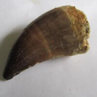 Mosasaurus Tooth