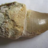 Mosasaurus Tooth