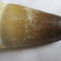 Mosasaurus Tooth