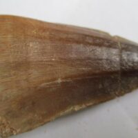 Mosasaurus Tooth