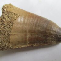 Mosasaurus Tooth