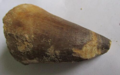 De grootte van deze fossiele mosasaurus tand is 5.0 cm. Het fossiel is gevonden in een fosfaatmijn in Marokko en stamt uit het Boven-Krijt (Maastrichtien, 72–66 miljoen jaar geleden).