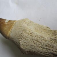 Mosasaurus Tooth