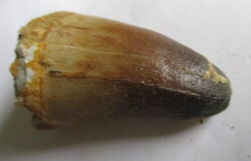 De grootte van deze fossiele mosasaurus tand is 4.0 cm. Het fossiel is gevonden in een fosfaatmijn in Marokko en stamt uit het Boven-Krijt (Maastrichtien, 72–66 miljoen jaar geleden).