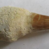 De grootte van deze fossiele mosasaurus tand met wortel is 6.0 cm. Het fossiel is gevonden in een fosfaatmijn in Marokko en stamt uit het Boven-Krijt (Maastrichtien, 72–66 miljoen jaar geleden).