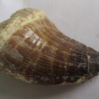 De grootte van deze fossiele mosasaurus tand is 4.5 cm. Het fossiel is gevonden in een fosfaatmijn in Marokko en stamt uit het Boven-Krijt (Maastrichtien, 72–66 miljoen jaar geleden).