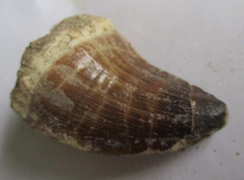 De grootte van deze fossiele mosasaurus tand is 4.5 cm. Het fossiel is gevonden in een fosfaatmijn in Marokko en stamt uit het Boven-Krijt (Maastrichtien, 72–66 miljoen jaar geleden).