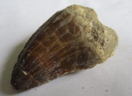 De grootte van deze fossiele mosasaurus tand is 4.5 cm. Het fossiel is gevonden in een fosfaatmijn in Marokko en stamt uit het Boven-Krijt (Maastrichtien, 72–66 miljoen jaar geleden).