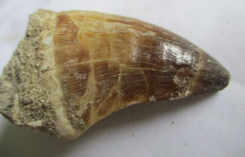 De grootte van deze fossiele mosasaurus tand is 4.5 cm. Het fossiel is gevonden in een fosfaatmijn in Marokko en stamt uit het Boven-Krijt (Maastrichtien, 72–66 miljoen jaar geleden).